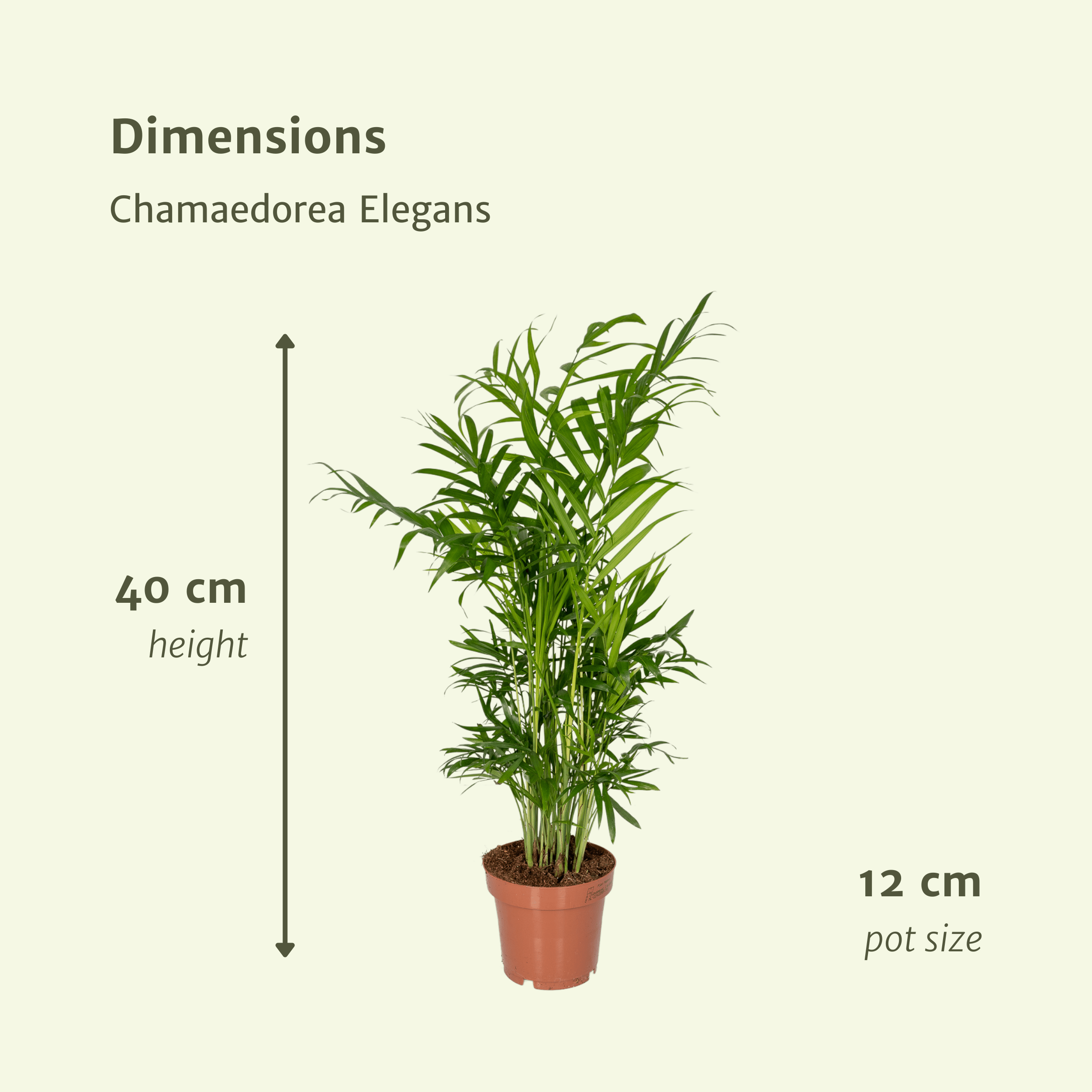 Chamaedorea Elegans (mexikanische Bergpalme) – 2 Stück – Ø12 cm – ↕40 - Mexikanische Bergpalme