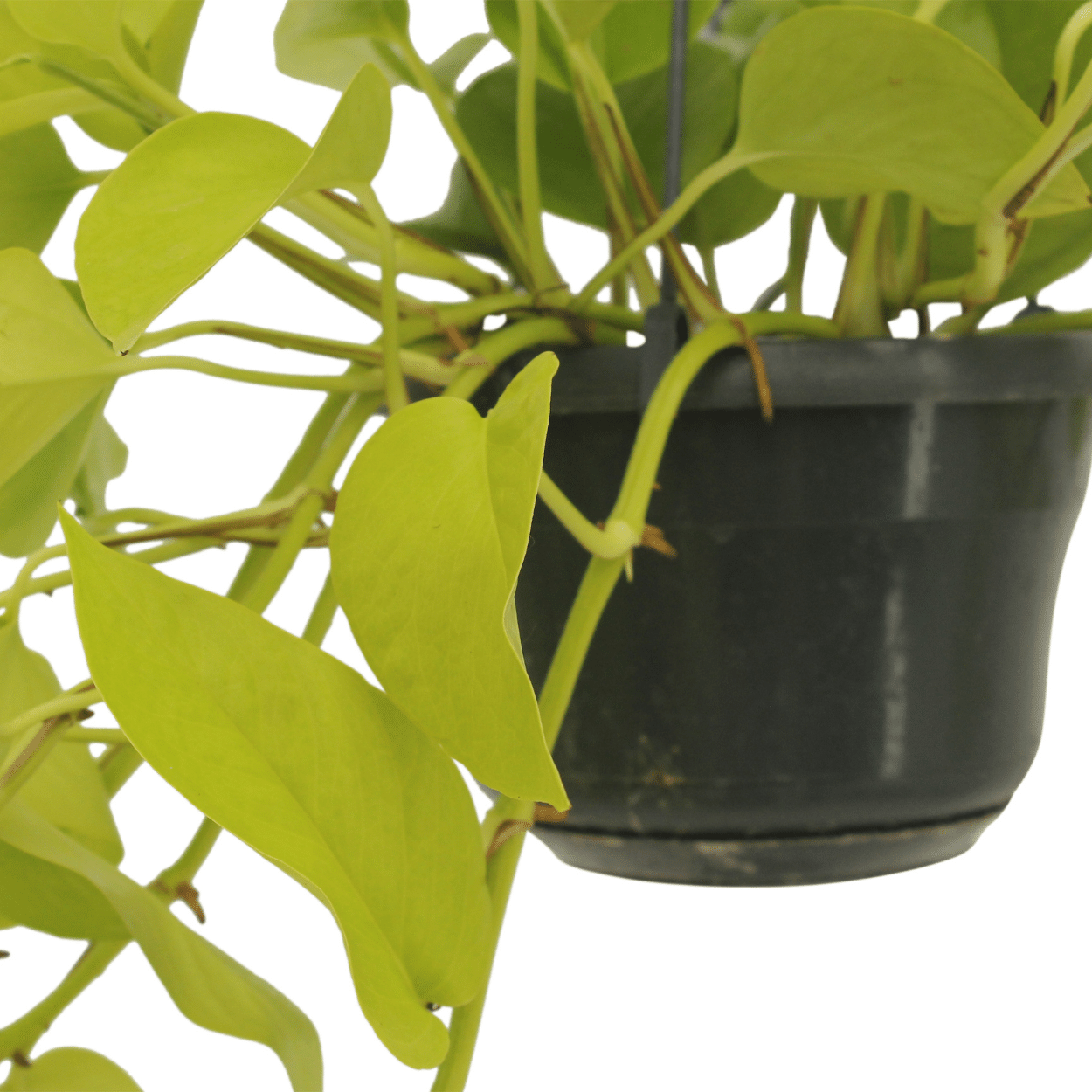 Epipremnum Golden Pothos - Ø12 - ↨15cm - Efeutute