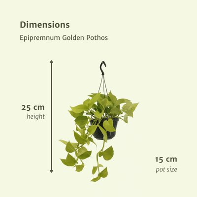 Epipremnum Golden Pothos (Scindapsus) – 2 Stück – Ø15 cm – ↕25 cm