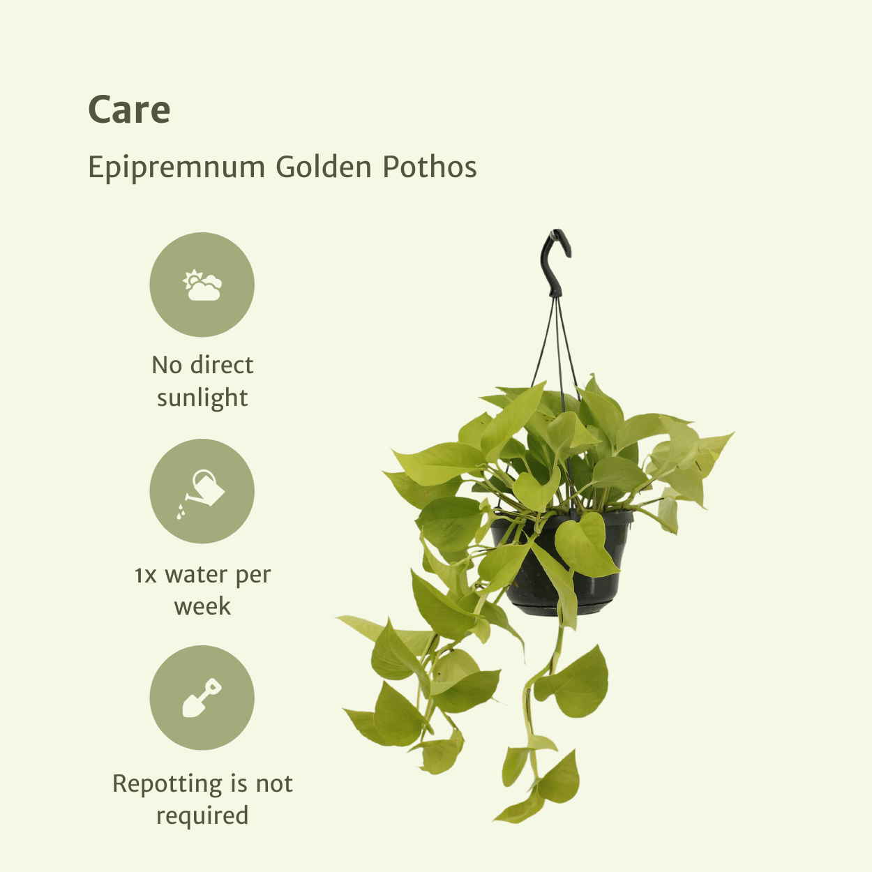 Epipremnum Golden Pothos (Scindapsus) – 2 Stück – Ø15 cm – ↕25 cm