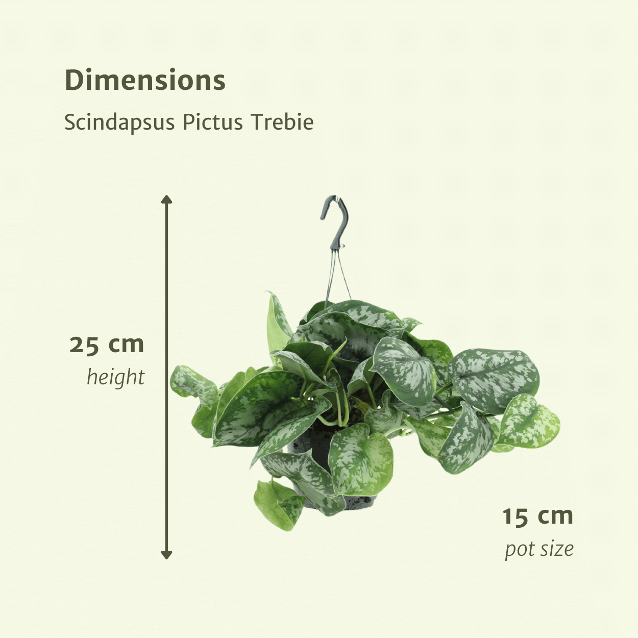 Scindapsus Pictus Trebie (Epipremnum) – 2 Stück – Ø15 cm – ↕25 cm