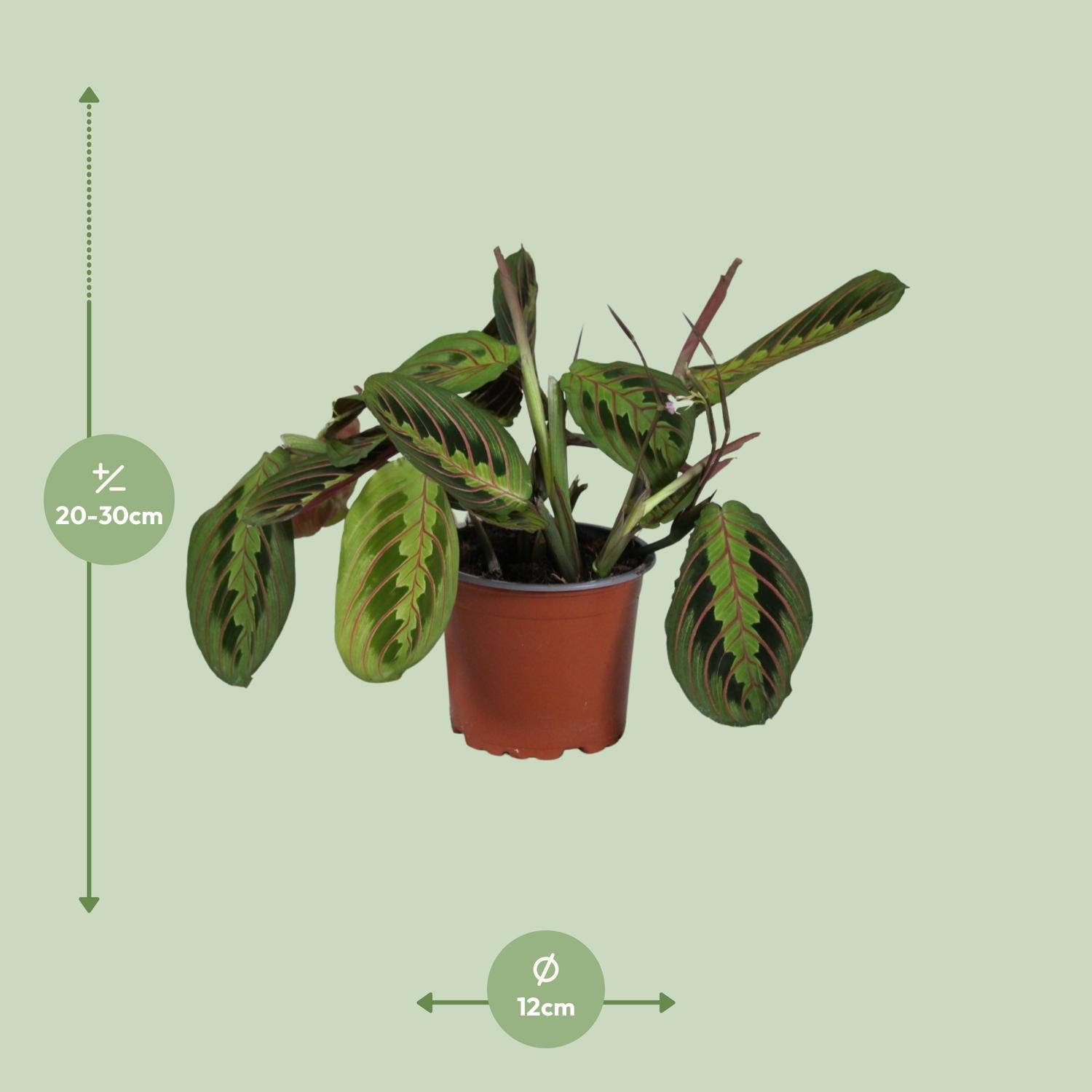 Maranta Leuconeura Fascinator – Ø12cm – ↕30cm