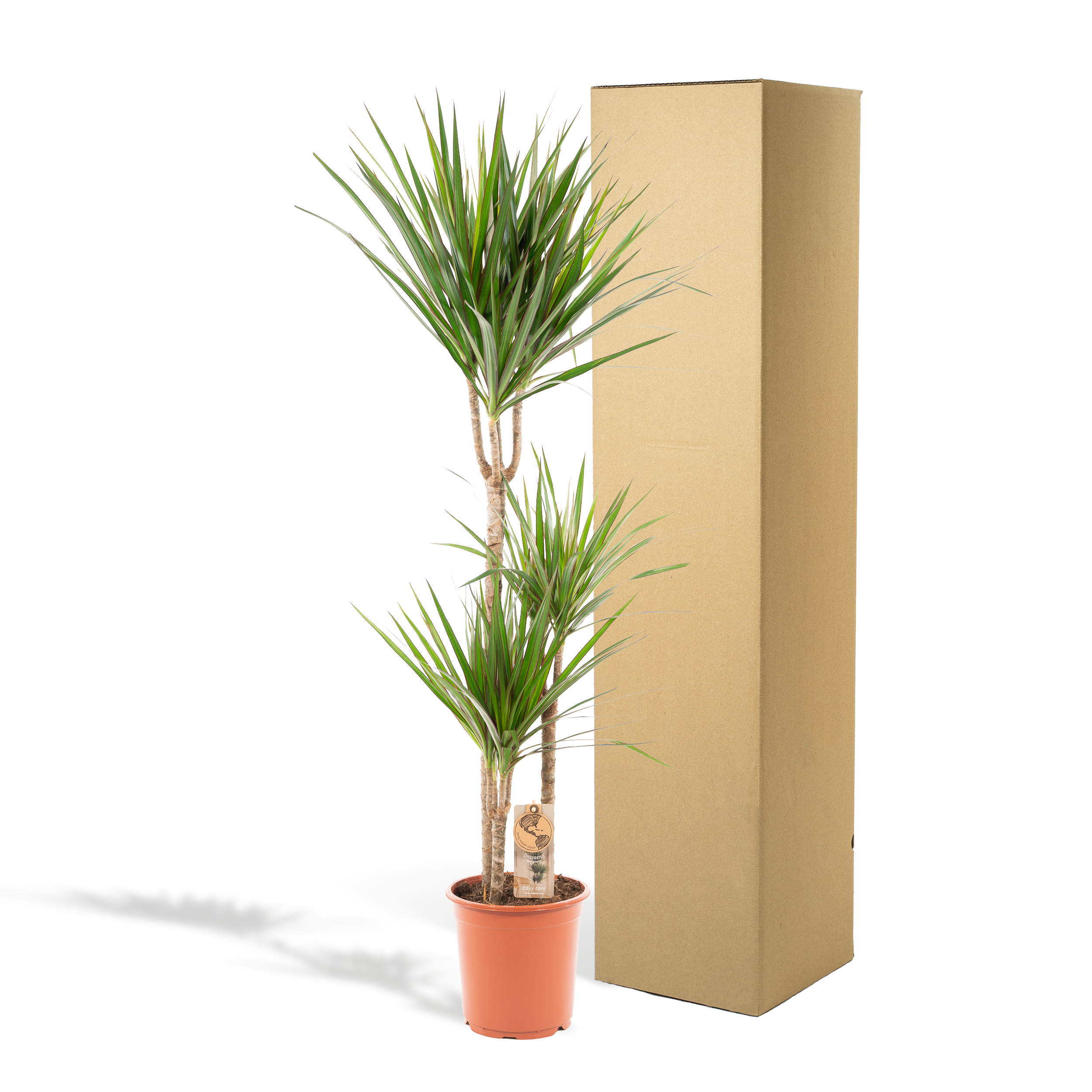 Dracaena Marginata - Ø21cm - ↕120cm