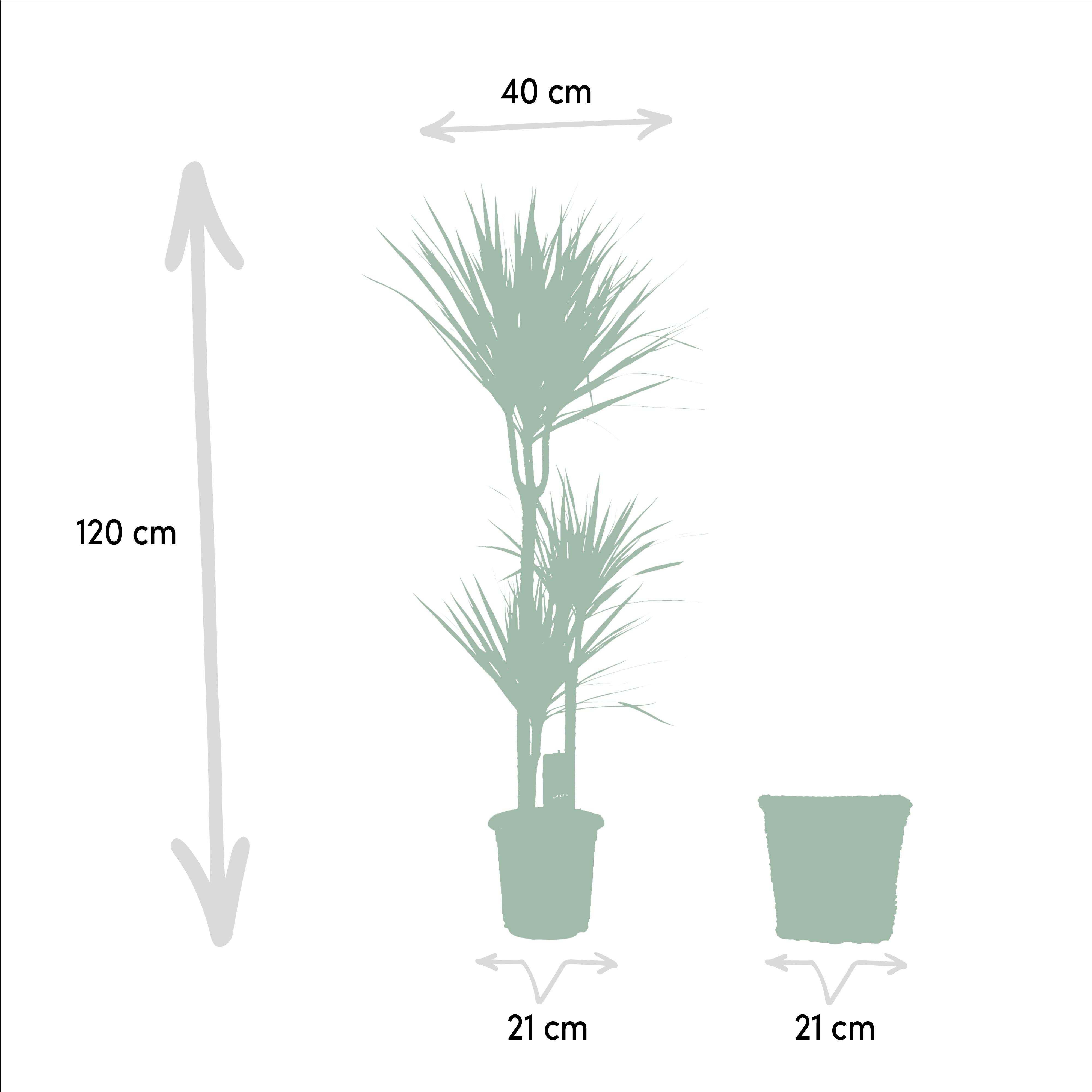 Dracaena mit Korb - ↨120cm - Ø21cm - Drachenbaum