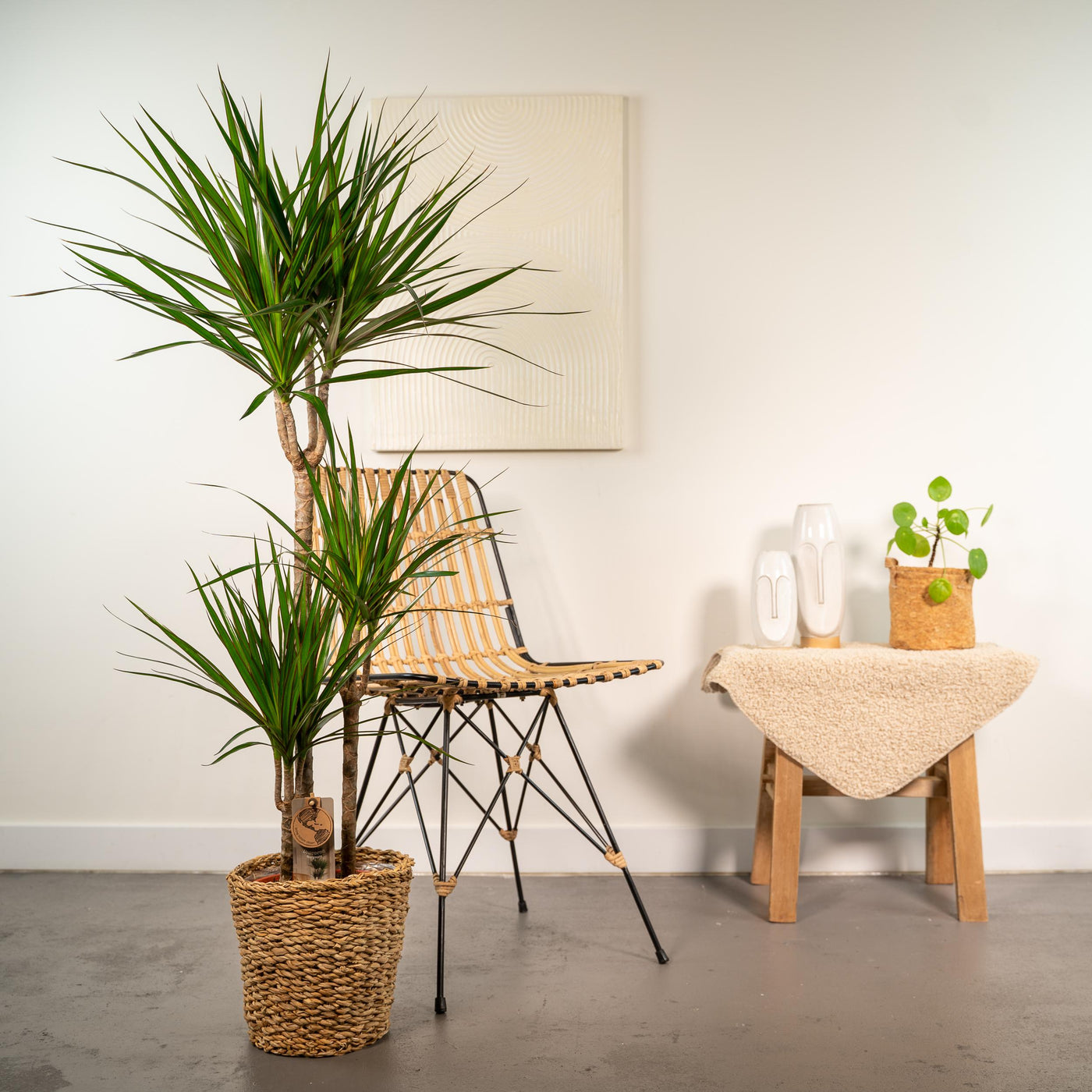 Dracaena mit Korb - ↨120cm - Ø21cm - Drachenbaum