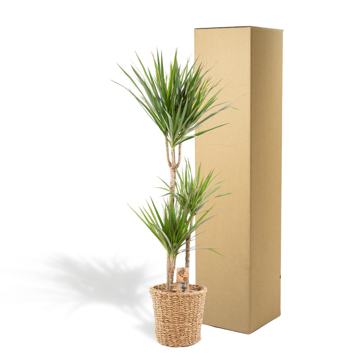 Dracaena mit Korb - ↨120cm - Ø21cm - Drachenbaum