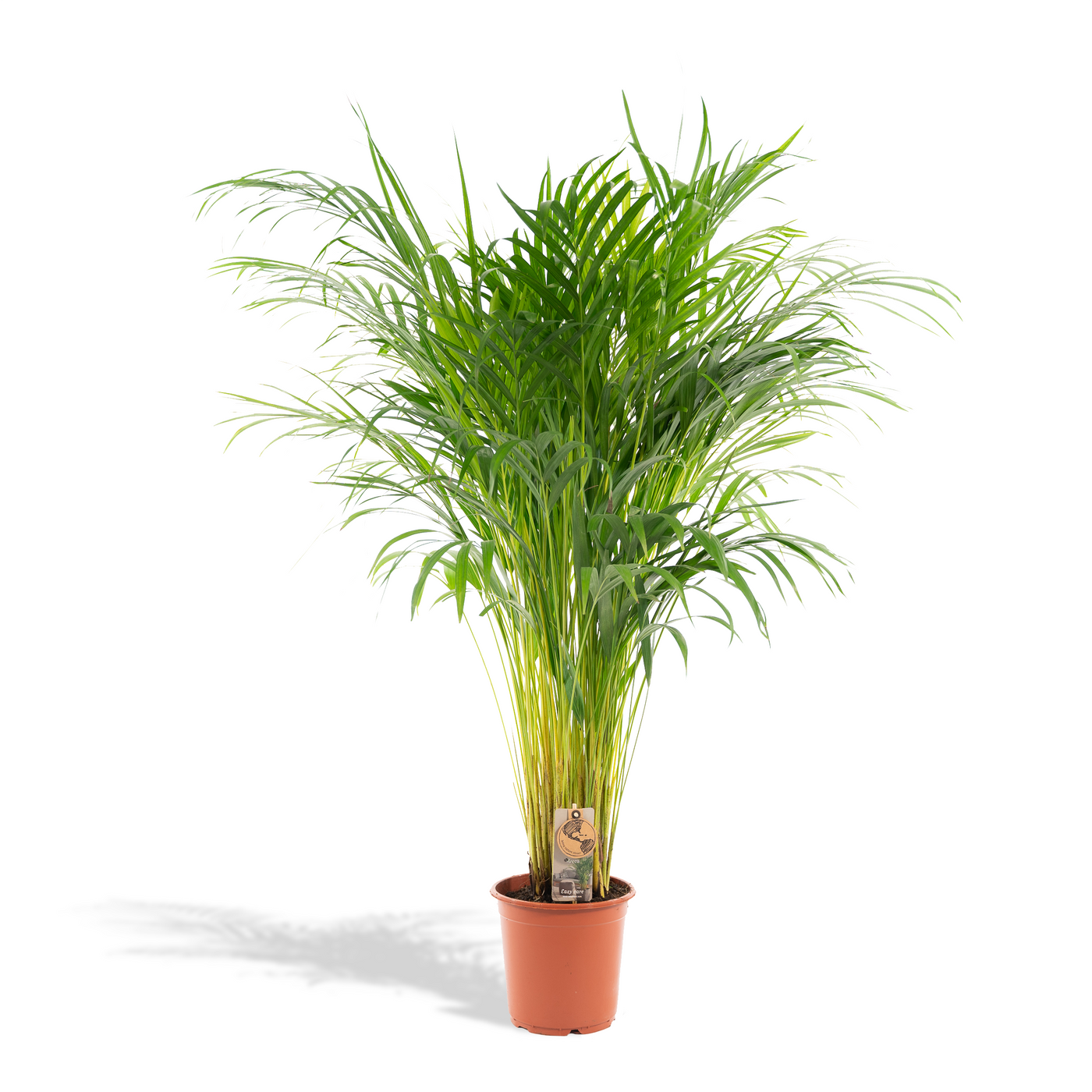 Areca-Palme mit Topf - ↨130cm - Ø24cm - Goldfruchtpalme