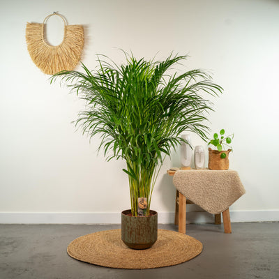 Areca-Palme – Ø21cm – ↕110cm