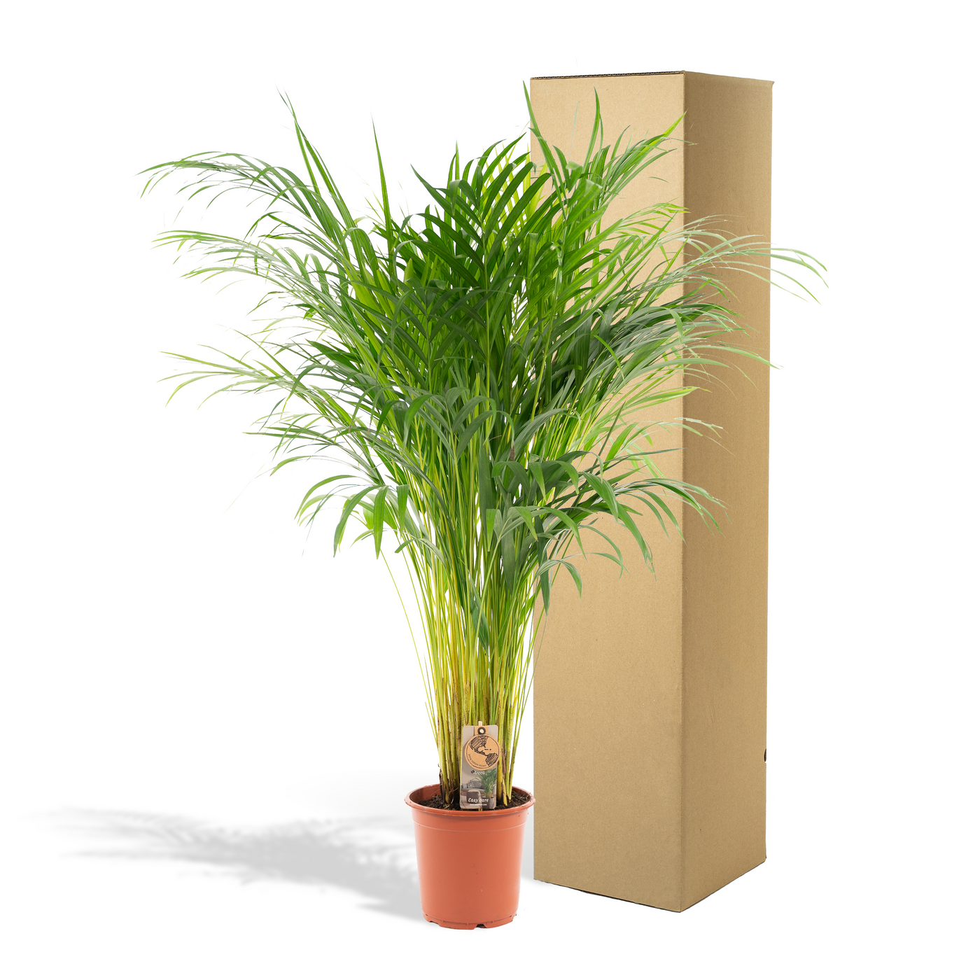 Areca-Palme – Ø21cm – ↕110cm