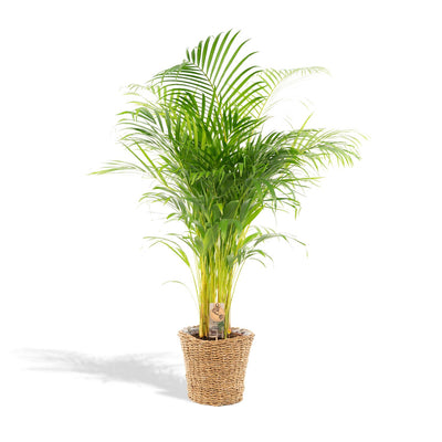 Areca mit Korb – ↨110 cm – Ø21 cm - Goldfruchtpalme