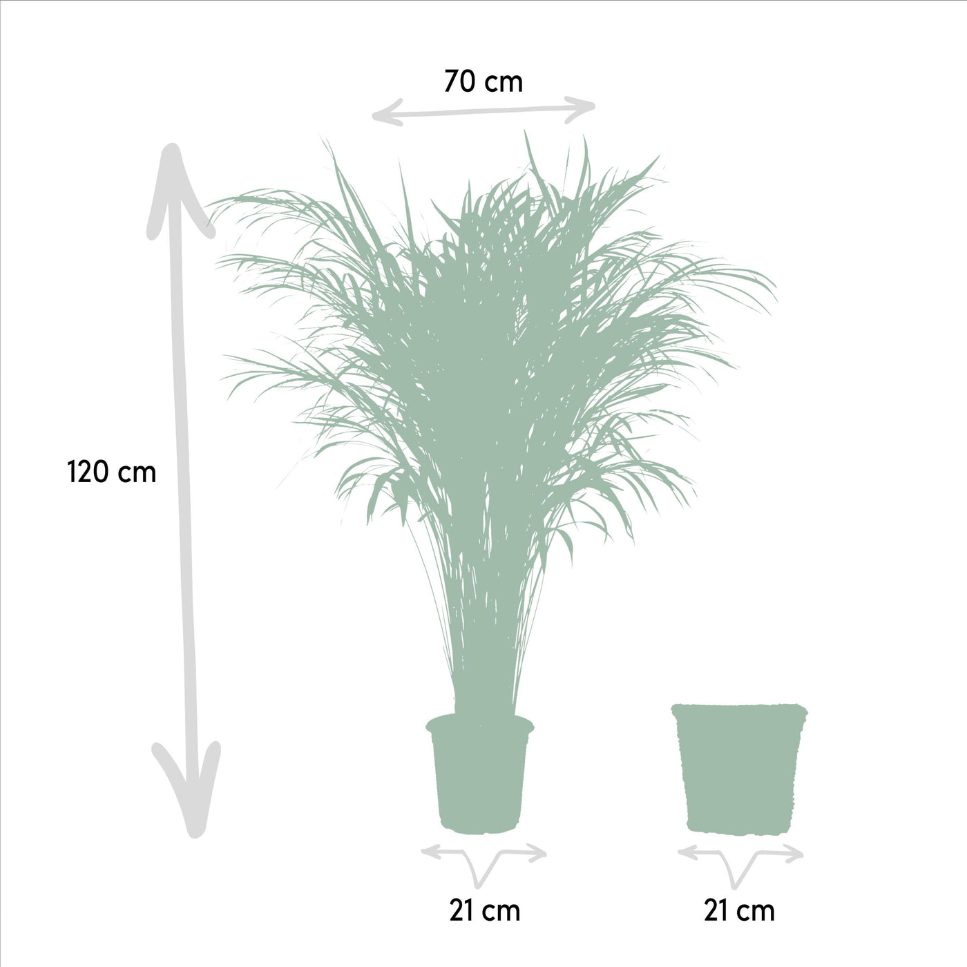 Areca mit Korb – ↨110 cm – Ø21 cm - Goldfruchtpalme