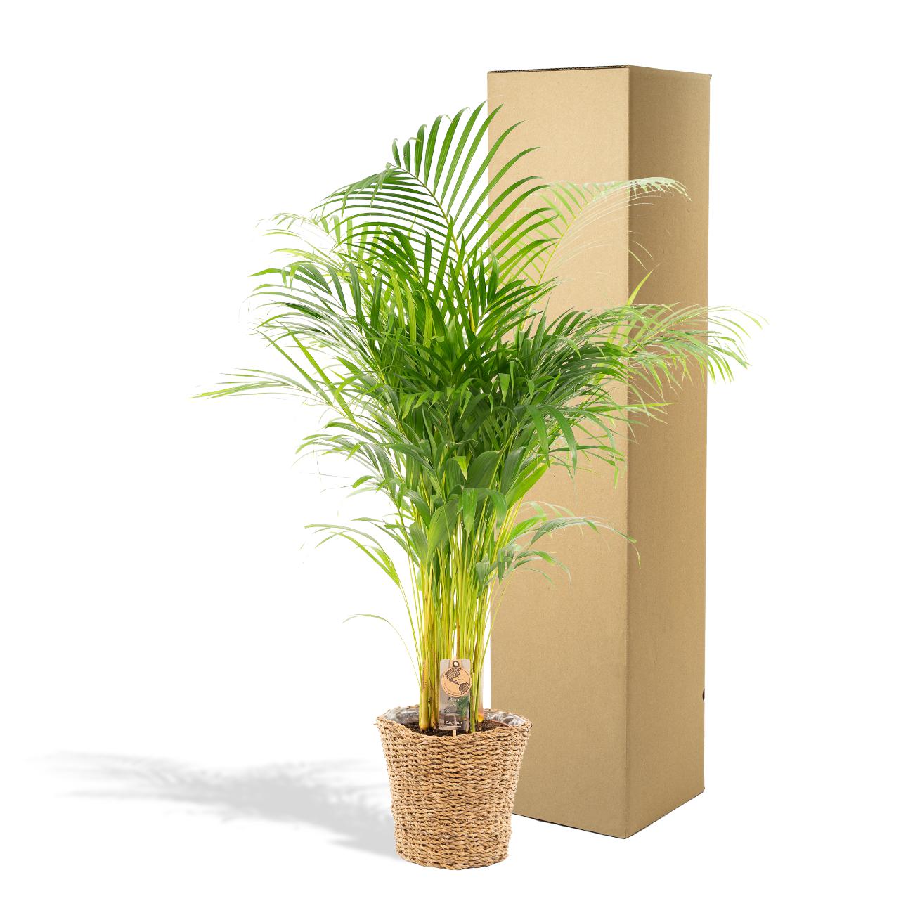 Areca mit Korb – ↨110 cm – Ø21 cm - Goldfruchtpalme