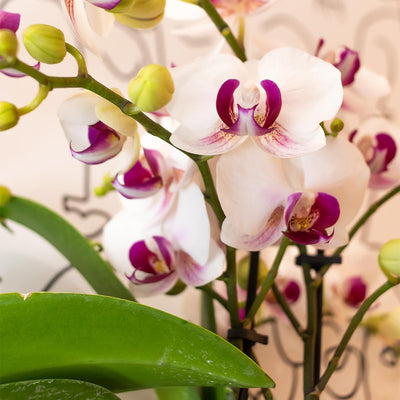 Kolibri-Orchideen | Weiße Phalaenopsis-Orchidee - Mineral Gibraltar -