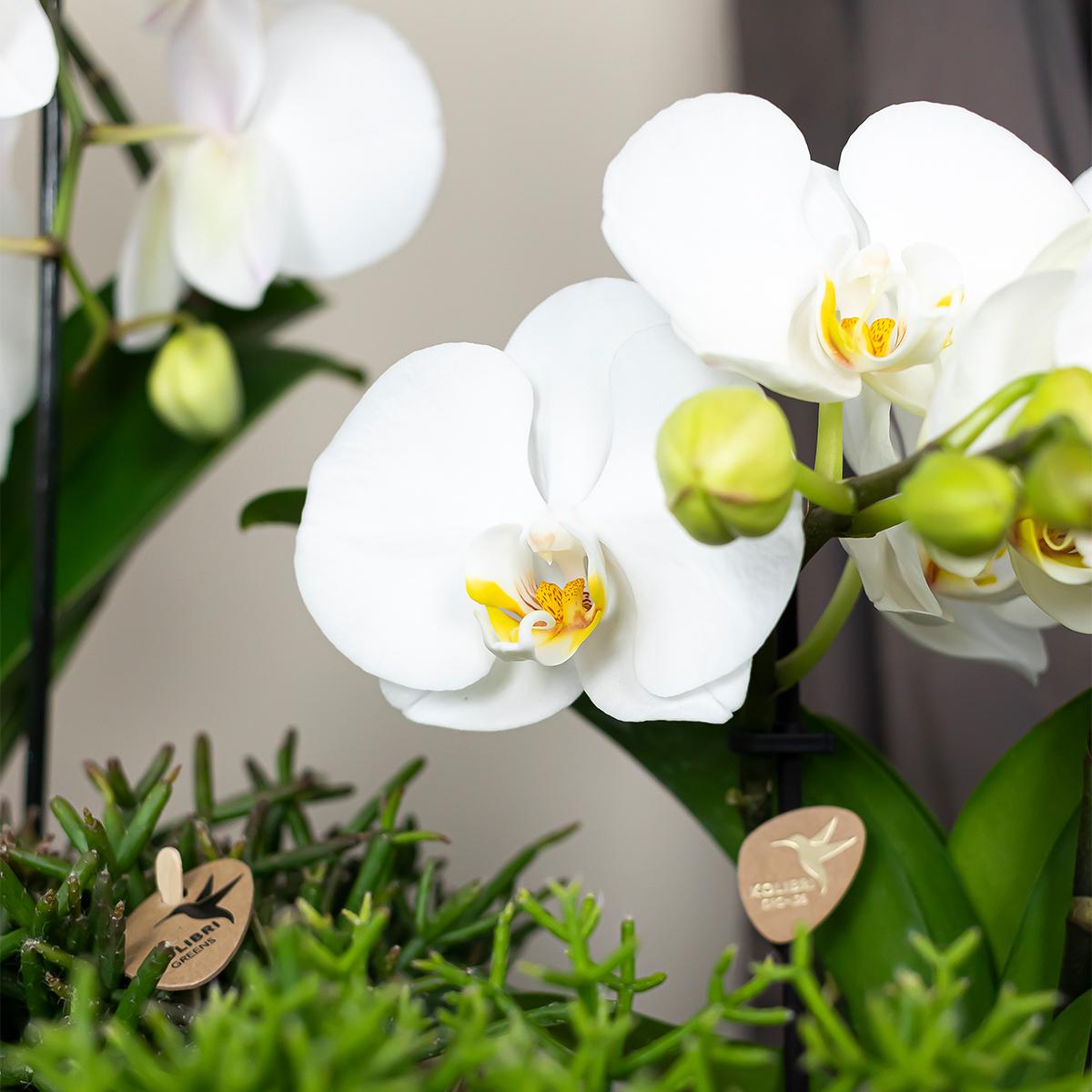 Kolibri-Orchideen | weiße Phalaenopsis-Orchidee - Niagara Herbst - Spi