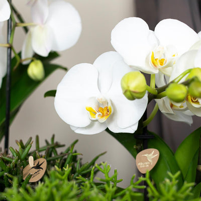 Kolibri-Orchideen | weiße Phalaenopsis-Orchidee - Niagara Herbst - Spi