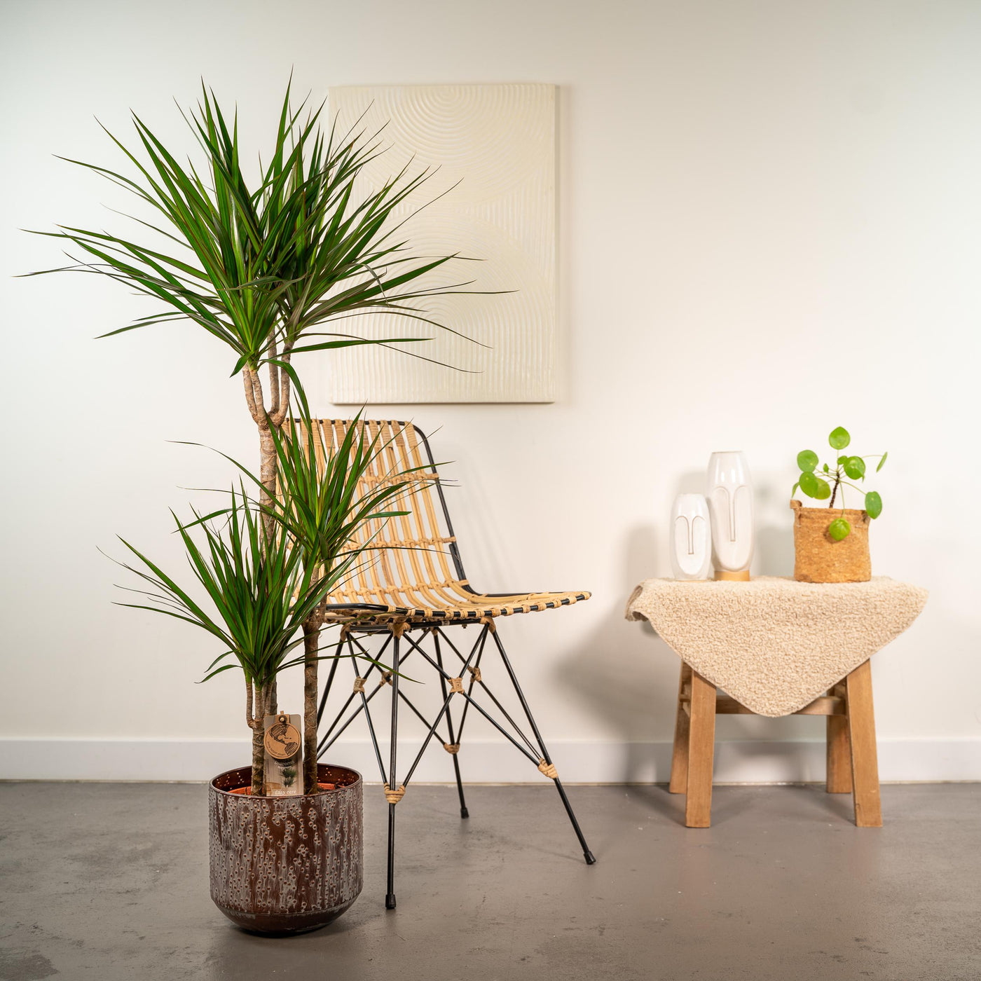 Dracaena mit Topf - ↨120cm - Ø21cm - Drachenbaum