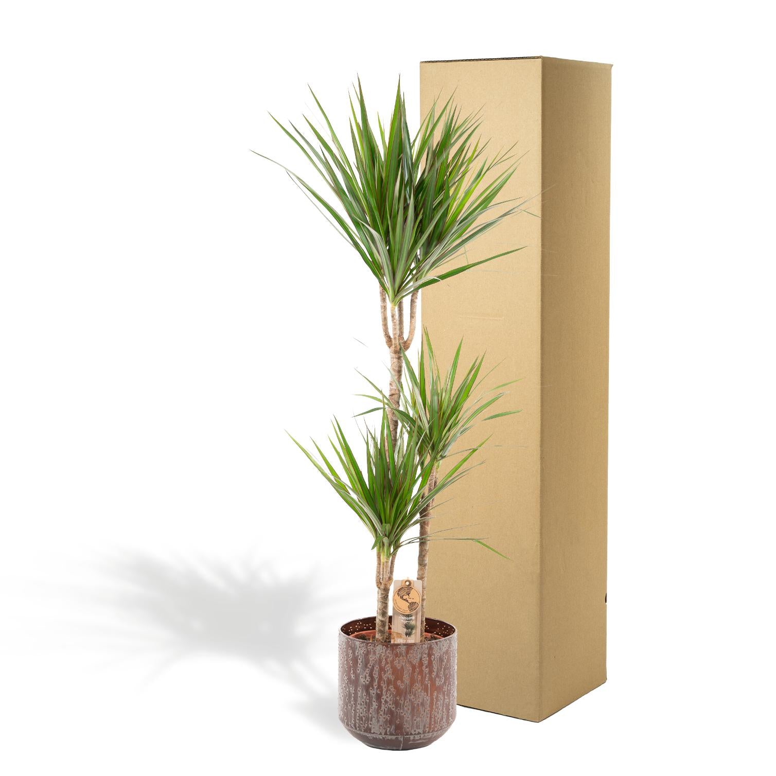 Dracaena mit Topf - ↨120cm - Ø21cm - Drachenbaum