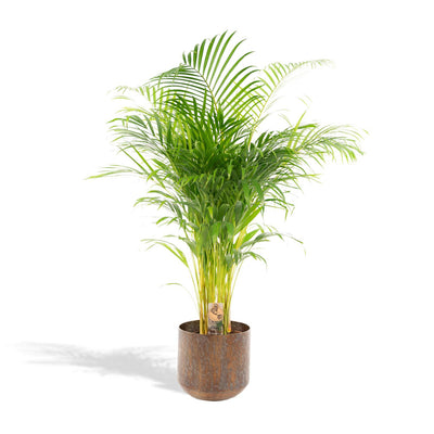 Areca-Palme mit Topf - ↨110cm - Ø21cm - Goldfruchtpalme