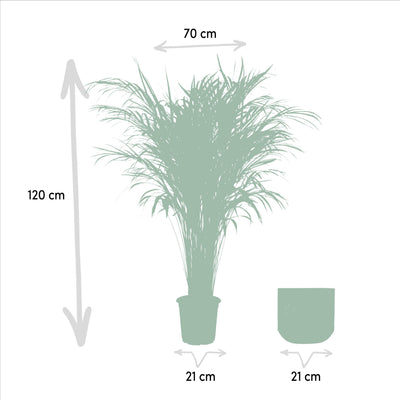 Areca-Palme mit Topf - ↨110cm - Ø21cm - Goldfruchtpalme