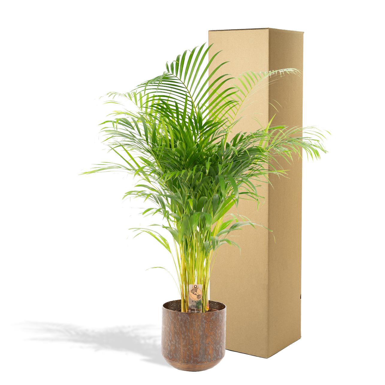 Areca-Palme mit Topf - ↨110cm - Ø21cm - Goldfruchtpalme