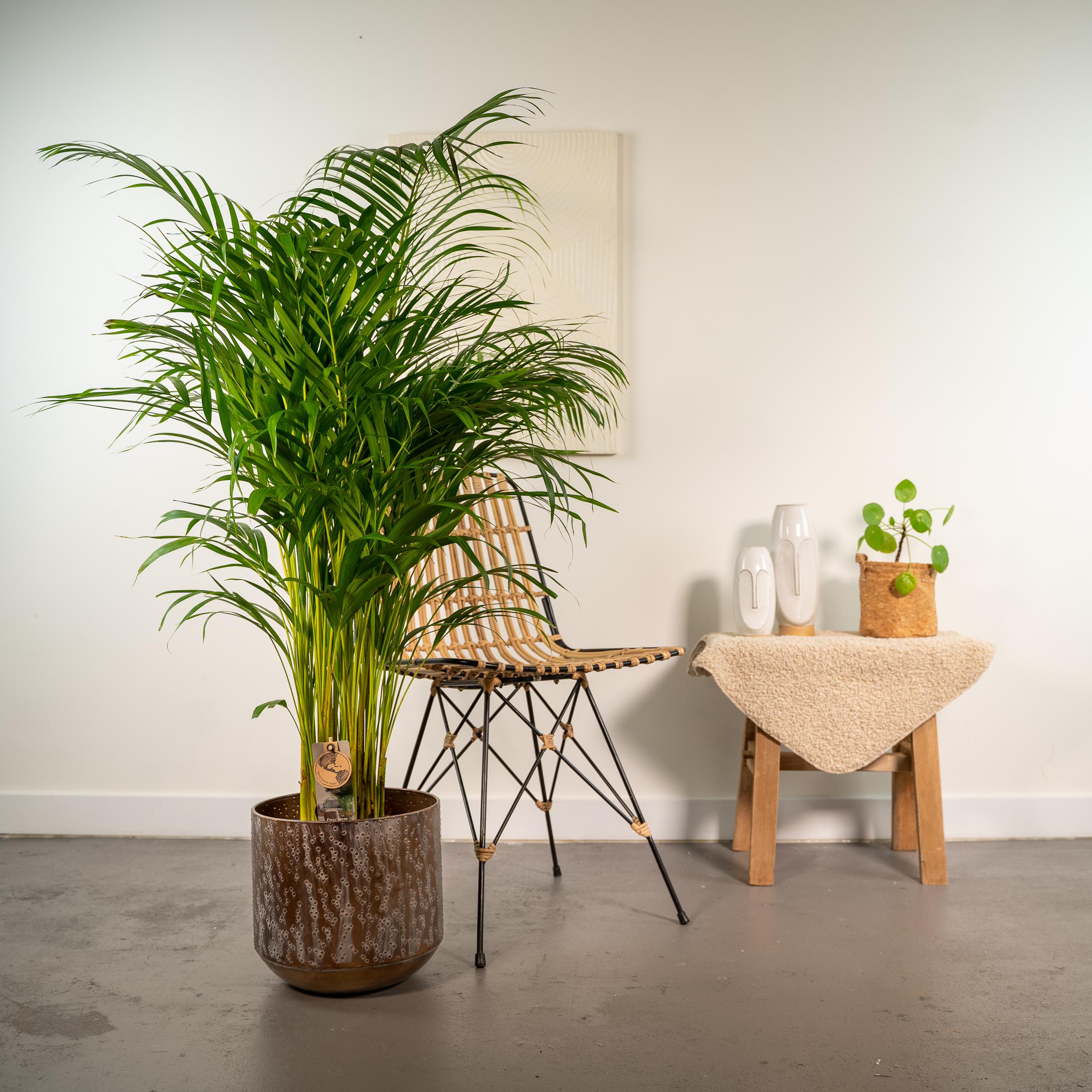 Areca-Palme mit Topf - ↨130cm - Ø24cm - Goldfruchtpalme