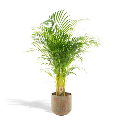 Areca-Palme mit Topf - ↨130cm - Ø24cm - Goldfruchtpalme