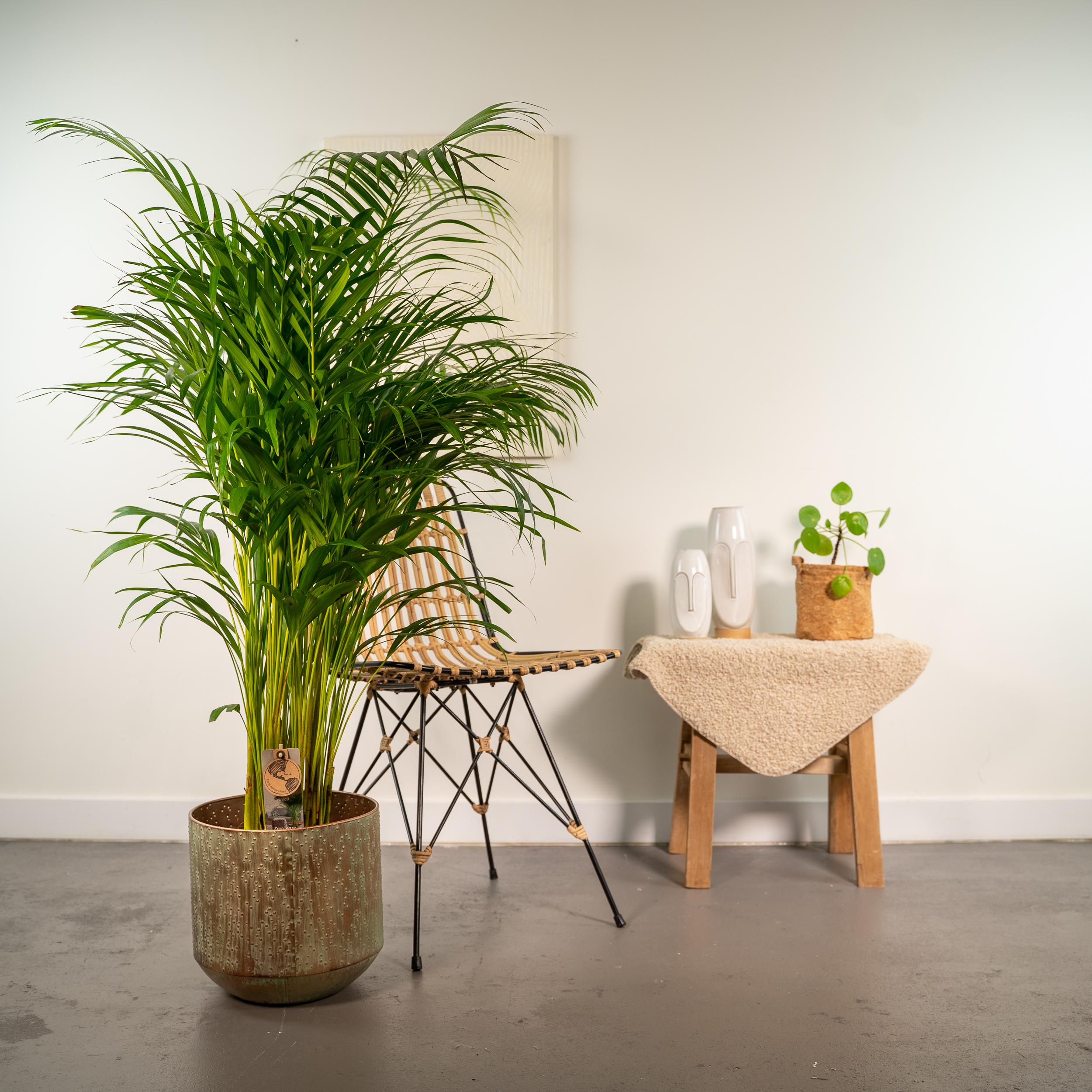 Areca-Palme mit Topf - ↨130cm - Ø24cm - Goldfruchtpalme