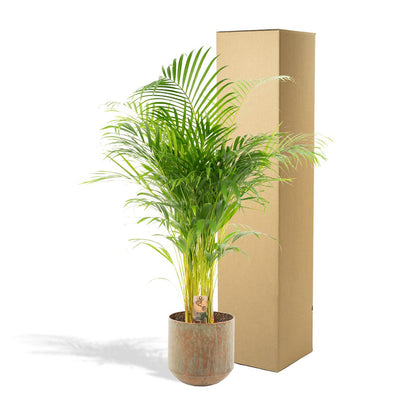 Areca-Palme mit Topf - ↨130cm - Ø24cm - Goldfruchtpalme