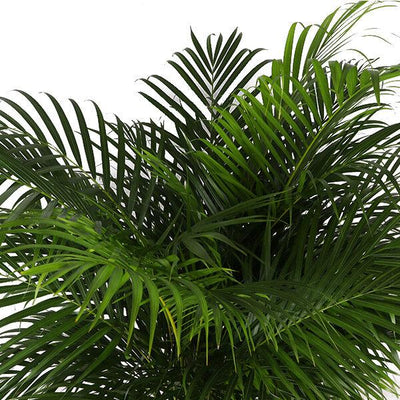 Dypsis Lutescens (Areca-Palme) - Goldfruchtpalme