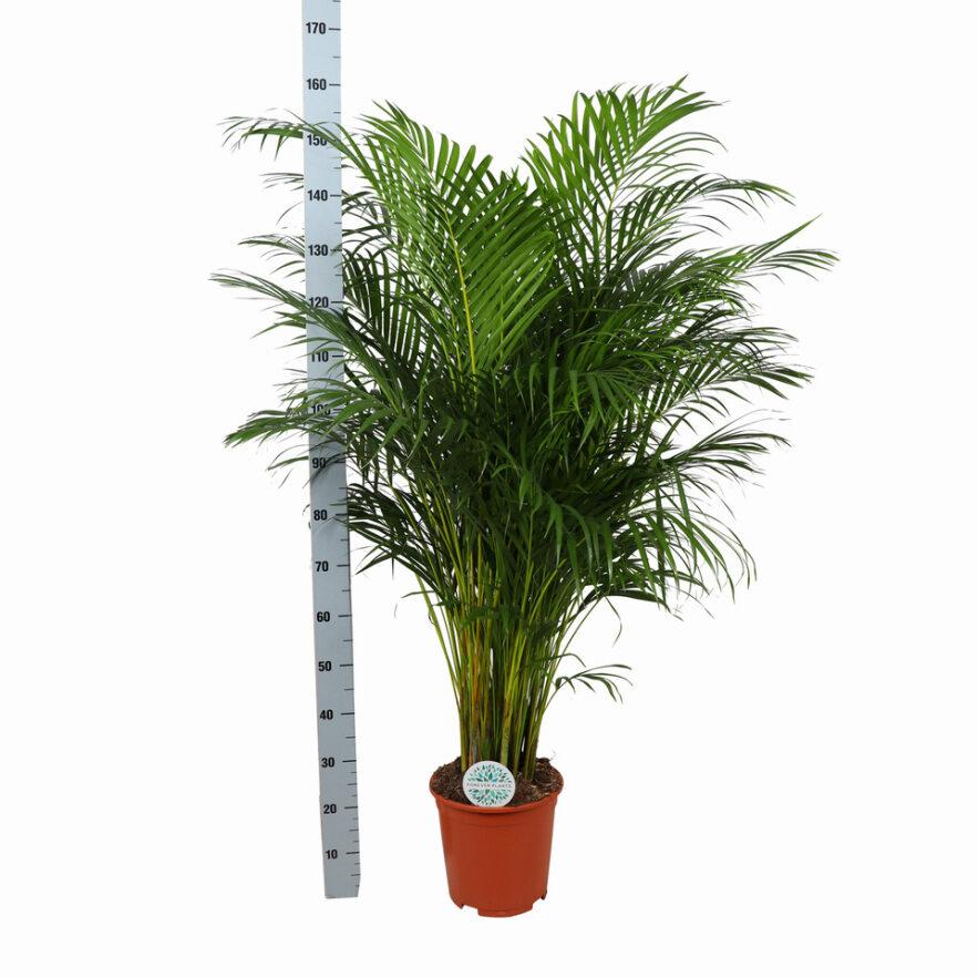 Dypsis Lutescens (Areca-Palme) - Goldfruchtpalme