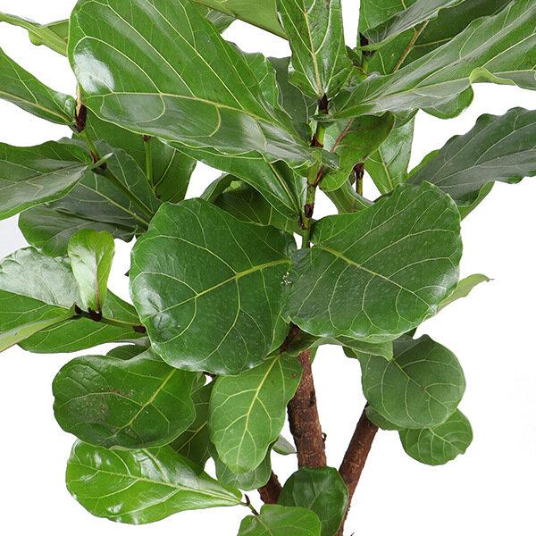 Ficus lyrata (verzweigt) – Ø27cm – ↕140cm