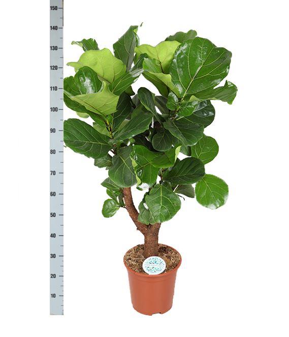 Ficus lyrata (verzweigt) – Ø27cm – ↕140cm