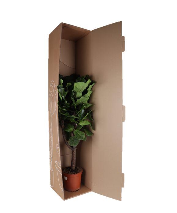 Ficus lyrata (verzweigt) – Ø27cm – ↕140cm