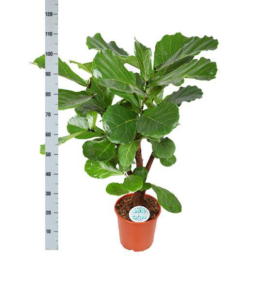 Ficus lyrata (verzweigt) – Ø24cm – ↕110cm