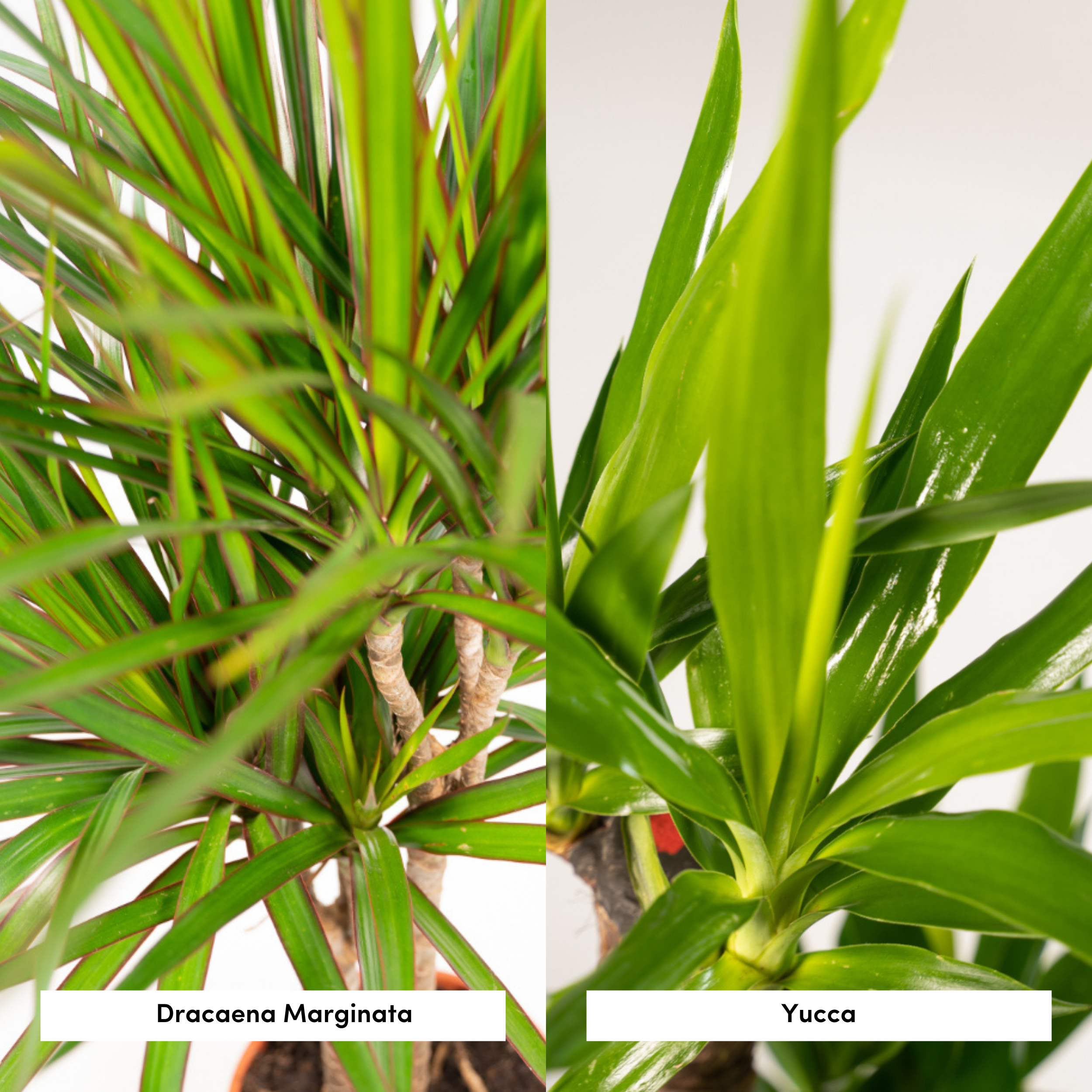 Dracaena ↨70cm - Ø17cm + Yucca ↨90cm - Ø17cm - Drachenbaum