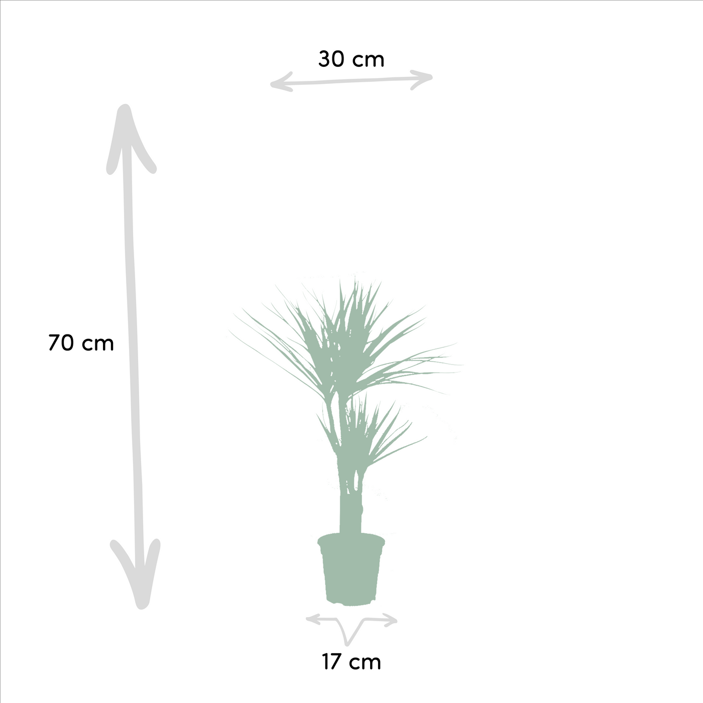 Dracaena ↨70cm - Ø17cm + Yucca ↨90cm - Ø17cm - Drachenbaum