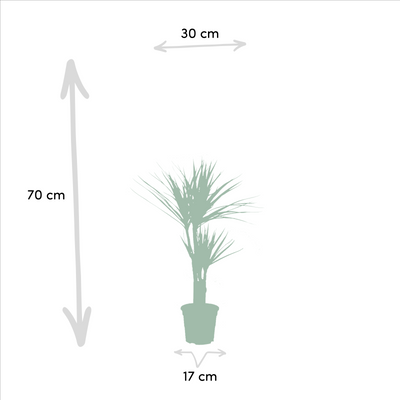 Dracaena ↨70cm - Ø17cm + Yucca ↨90cm - Ø17cm - Drachenbaum