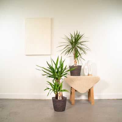 Dracaena ↨70cm - Ø17cm + Yucca ↨90cm - Ø17cm - Drachenbaum