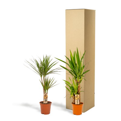 Dracaena ↨70cm - Ø17cm + Yucca ↨90cm - Ø17cm - Drachenbaum