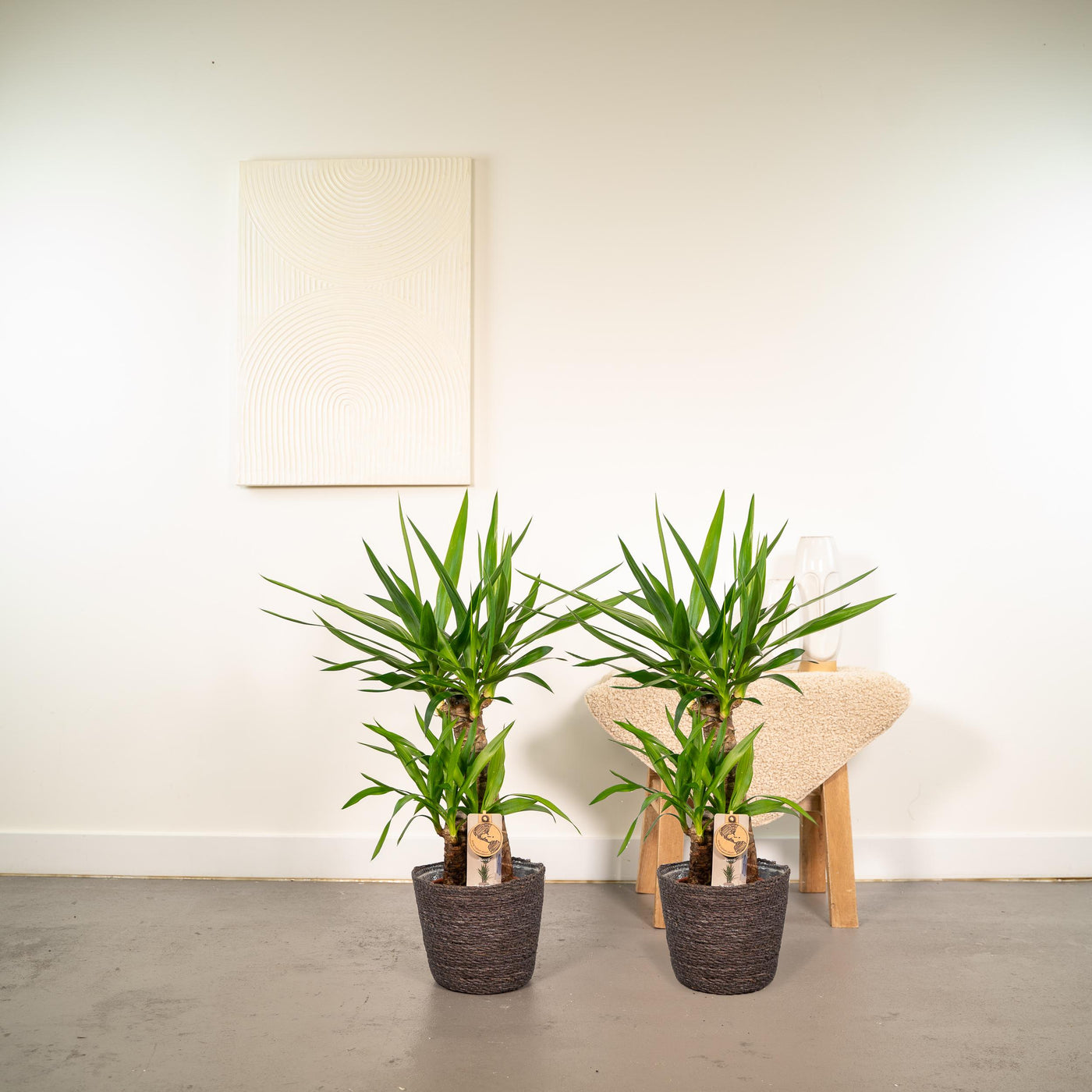 2x Yucca - ↨90cm - Ø17cm - Palmlilie