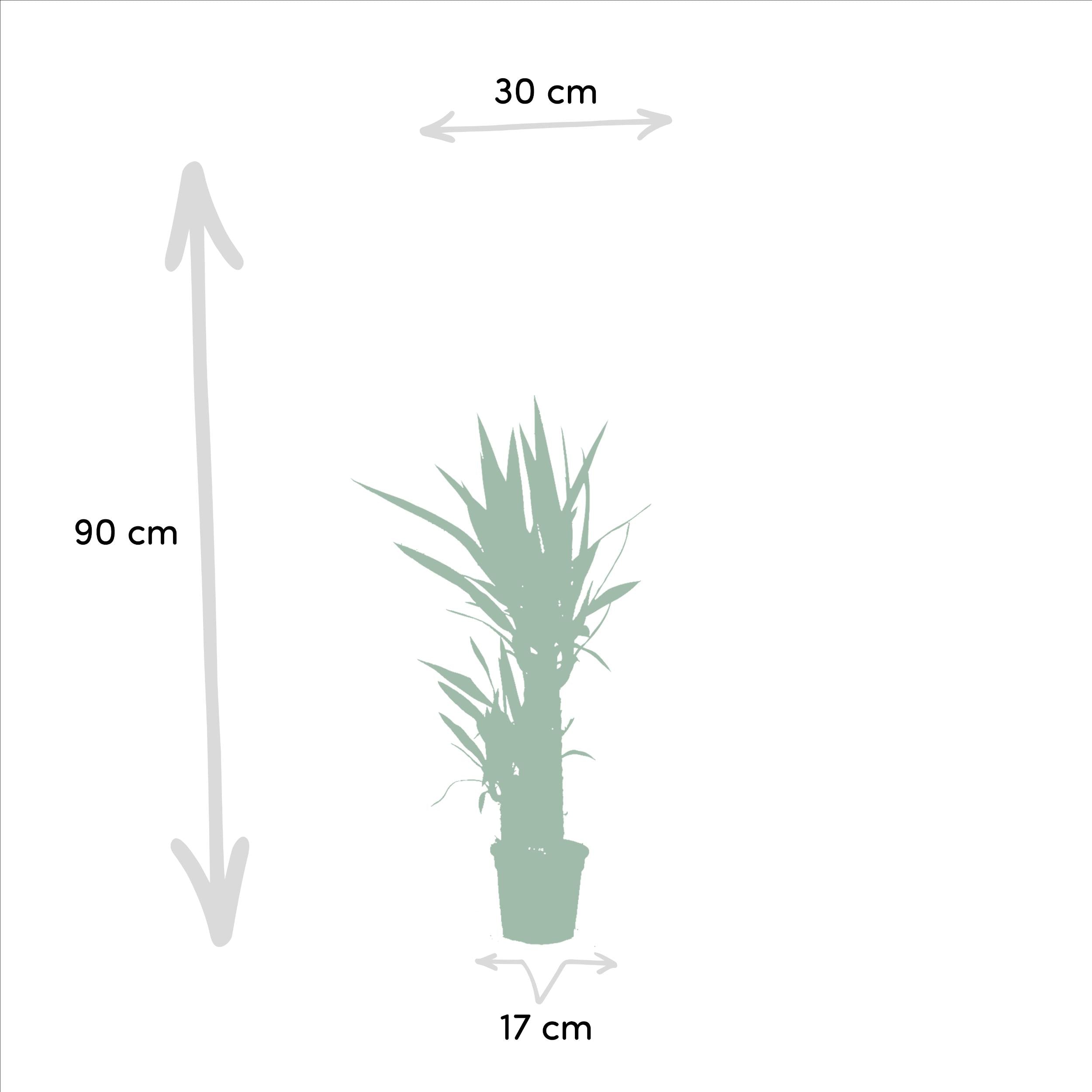 2x Yucca - ↨90cm - Ø17cm - Palmlilie