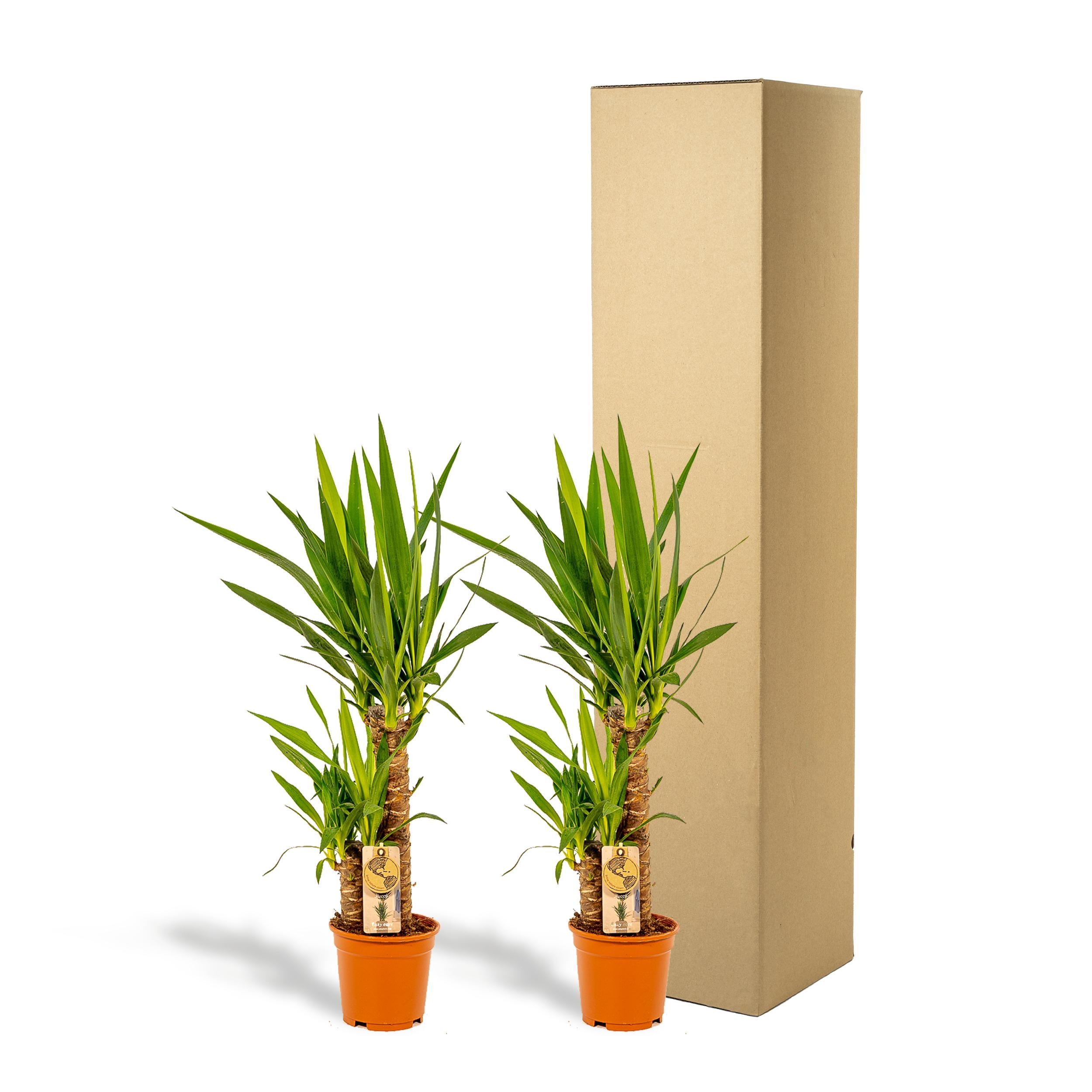 2x Yucca - ↨90cm - Ø17cm - Palmlilie