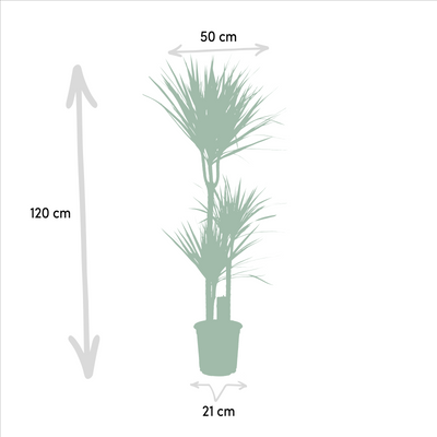 Dracaena - ↨120cm - Ø21cm + Dracaena - 70cm - Ø17cm - Drachenbaum