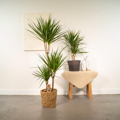 Dracaena - ↨120cm - Ø21cm + Dracaena - 70cm - Ø17cm - Drachenbaum