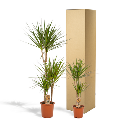 Dracaena - ↨120cm - Ø21cm + Dracaena - 70cm - Ø17cm - Drachenbaum