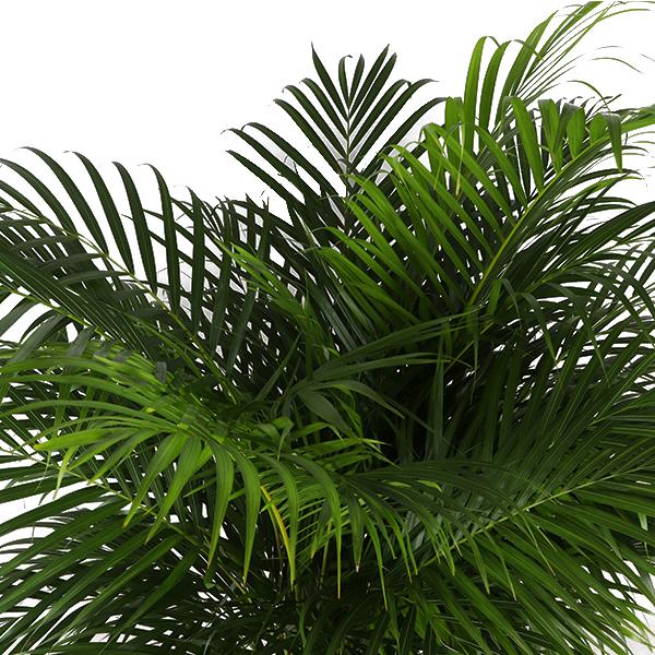 Dypsis Lutescens (Areca-Palme) Ø27cm ↕160cm im Boule-ANTHRAZIT-Topf