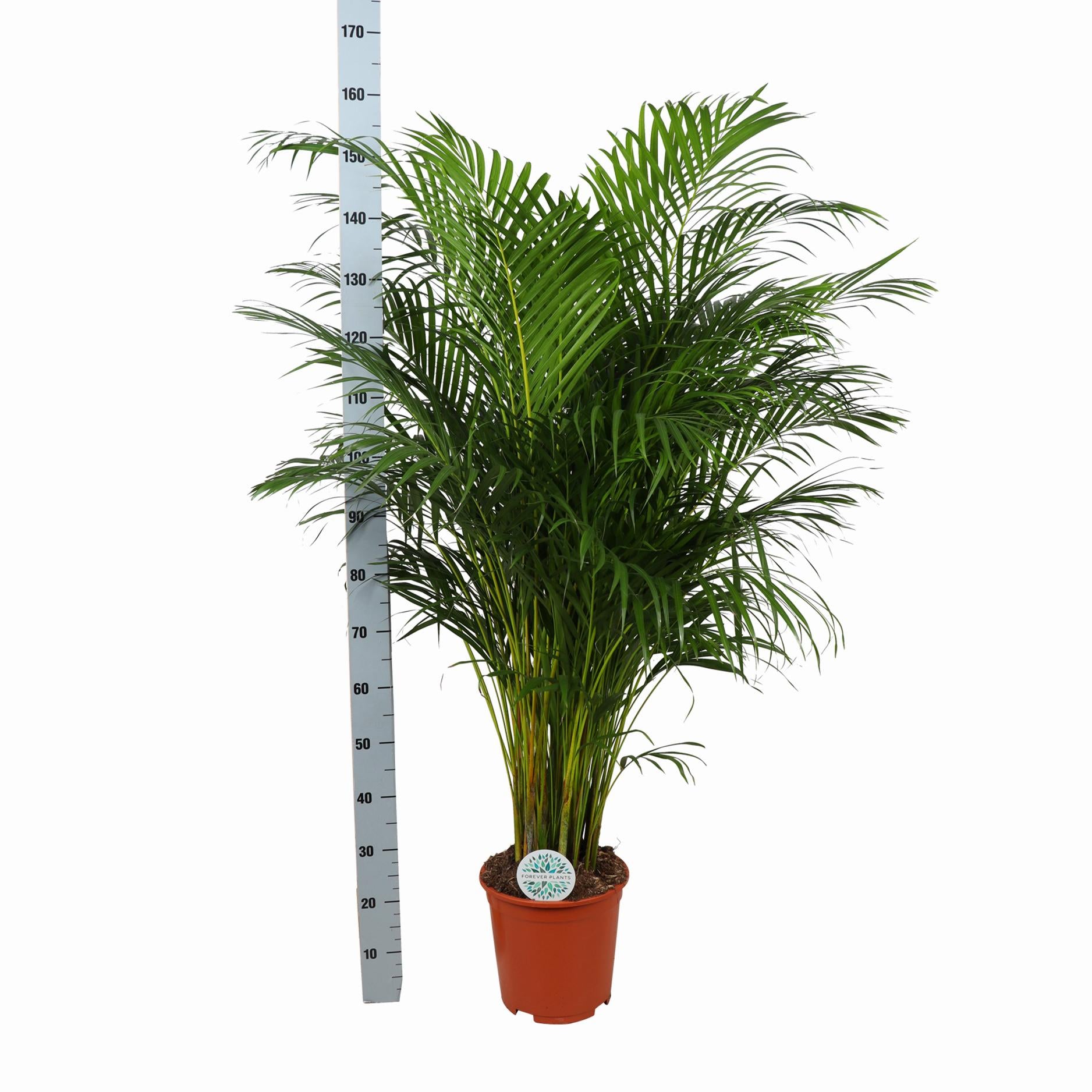 Dypsis Lutescens (Areca-Palme) Ø27cm ↕160cm im Boule-ANTHRAZIT-Topf