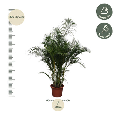 Dypsis Lutescens (Areca-Palme) – 280 cm – ø50 - Goldfruchtpalme