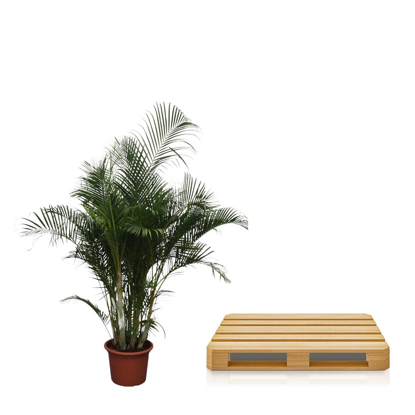 Dypsis Lutescens (Areca-Palme) – 280 cm – ø50 - Goldfruchtpalme