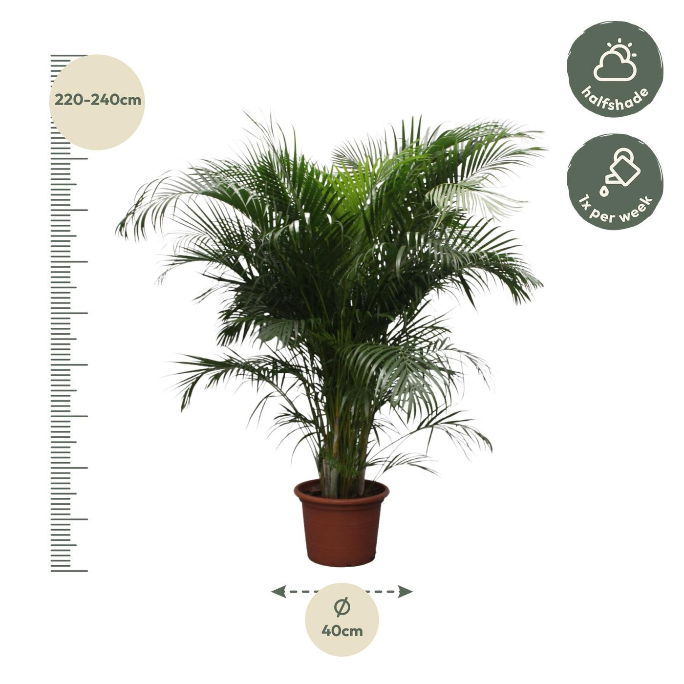 Dypsis Lutescens (Areca-Palme) – 230 cm – ø40 - Goldfruchtpalme